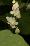 Fringed black bindweed